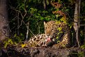 022 Noord Pantanal, jaguar